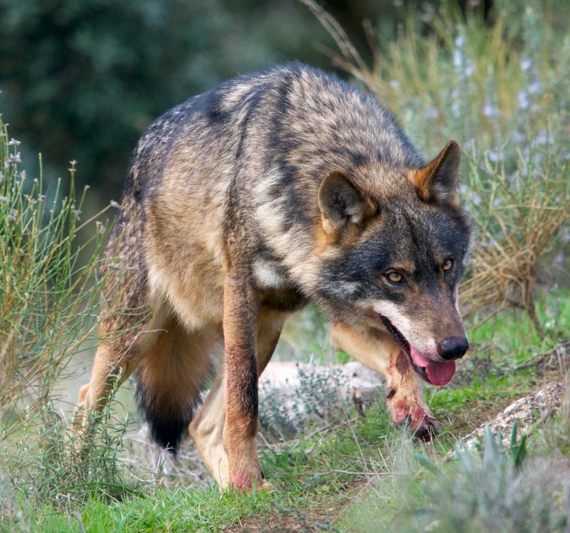 Lobo ibérico cazando