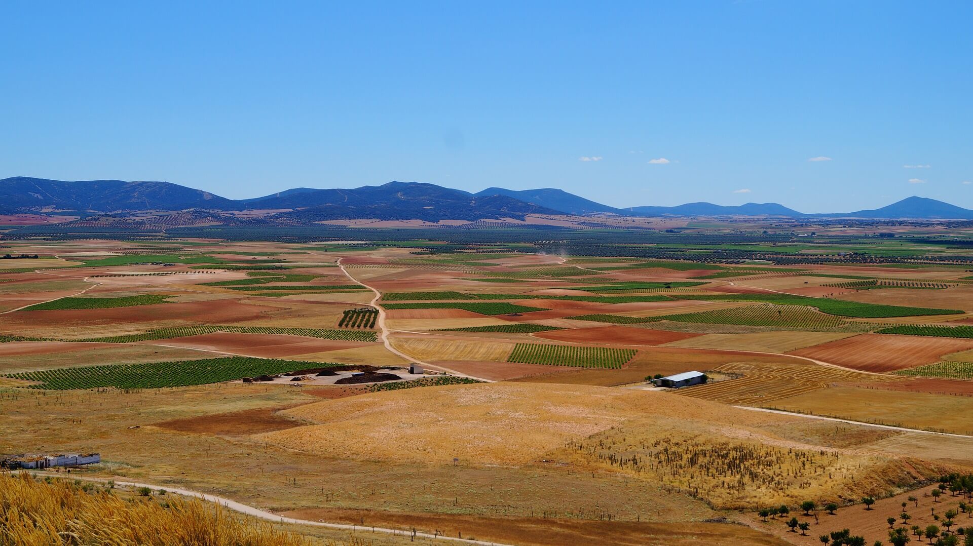Campos de trigo, viñas y olivos en La Mancha